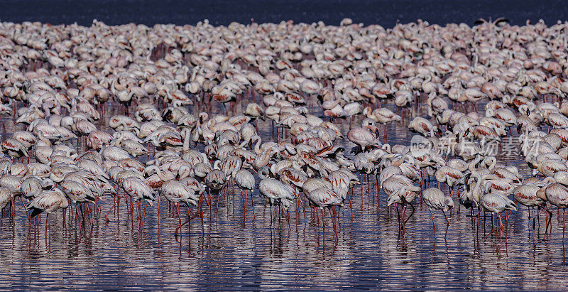 小火烈鸟(Phoenicopterus minor)是一种出现在撒哈拉以南非洲的火烈鸟。纳库鲁湖国家公园，肯尼亚